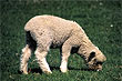 Lamb photo