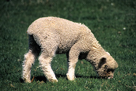 Lamb Grazing photo
