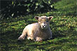 Lamb photo