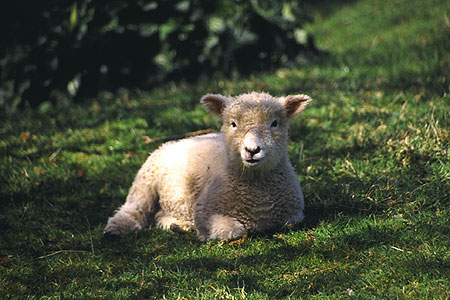 Lamb photo