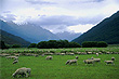 Sheep Farm photo