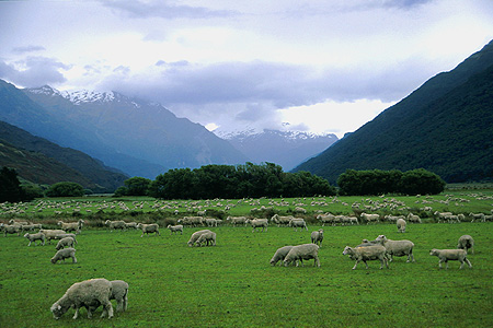 Sheep Farm photo