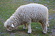 Sheep photo