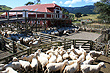 Sheep Farm photo