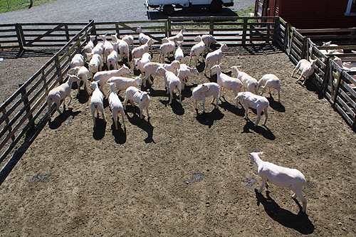 Sheep Pen photo