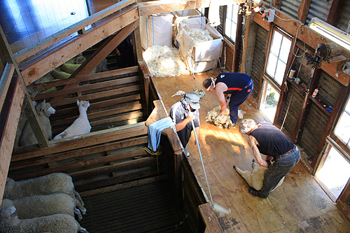 Shearing Shed photo