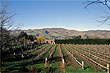 Vineyards in New Zealand photos