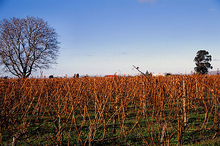 Vineyard in Winter photo