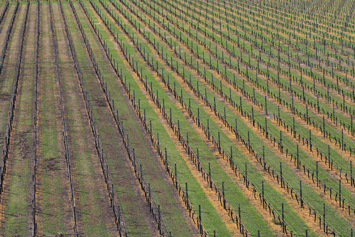 Winter Vine Groves photo