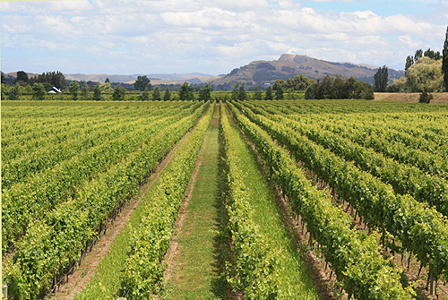 Vineyard in Hawkes Bay photo