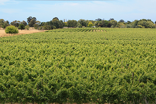 Vineyard in the Hawkes Bay photo