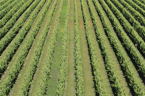 Summer Vine Groves photo