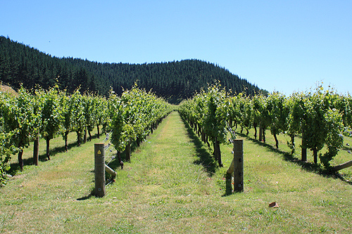 Mission Estate Winery Vine Groves photo