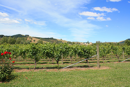 Vineyard in the Hawkes Bay photo