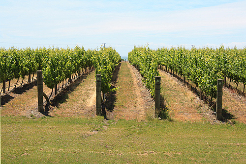 Elephant Hill Vine Groves photo