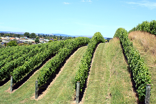 Tironui Drive Taradale photo