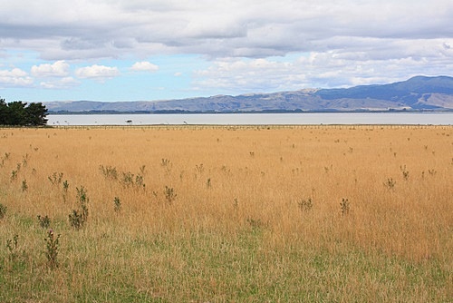 Lake Wairarapa Farmland photo