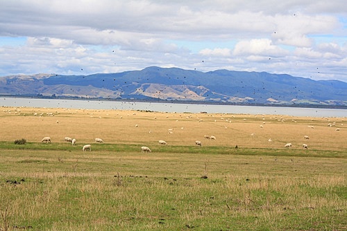 Lake Wairarapa Sheep Farm photo