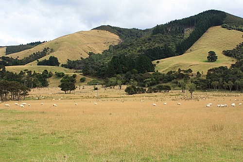 Sheep Farm in the Wairarapa photo