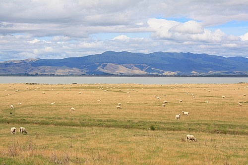 Lake Wairarapa Sheep Farm photo