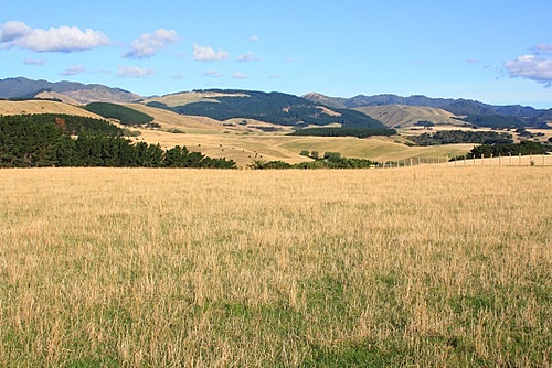 Golden Farmland photo