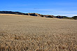 Wheat Field photo