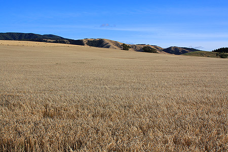 Wheatfield in the Wairarapa photo