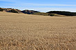 Wheat Field photo