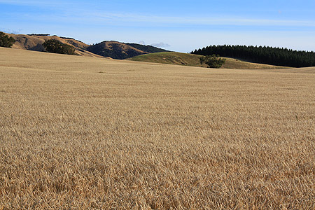 Wheatfield in the Wairarapa Region photo