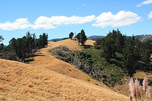 Whitemans Valley Pasture photo