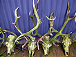 Deer Trophies New Zealand photo
