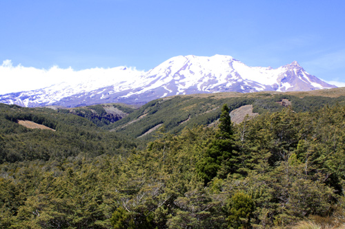 Forest on Mount Ruapehu photo