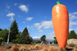 Giant Carrot Ohakune