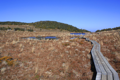 Boardwalk on Waitonga Falls Track photo