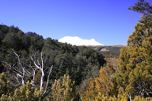 Beech Forest on Waitonga Falls Track photo