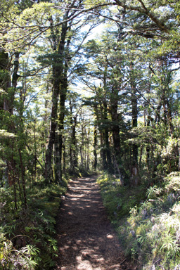 Mangawhero Forest Mt Ruapehu photo