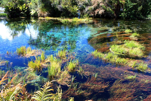 Te Waikoropupu Springs & Vegetation photo