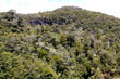 Beech Forest Mt Ruapehu photo