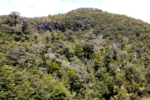 Mt Ruapehu Native Bush photo