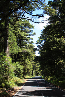 Mountain Road and Beech Forest photo