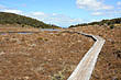 Tussock Walk Platform Mt Ruapehu photo