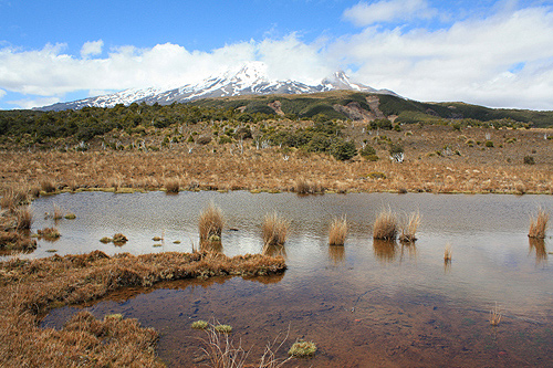 Tussock and Mount Ruapehu photo