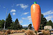 Ohakune Carrot photo