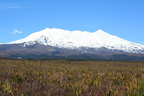 Mount Ruapehu and Flaxes photo