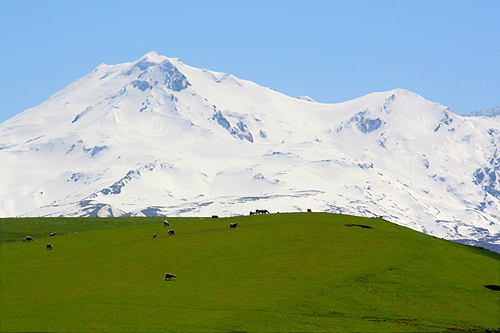 Rich Pasture and Mt Ruapehu photo