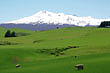 Lush Pasture Mt Ruapehu photo