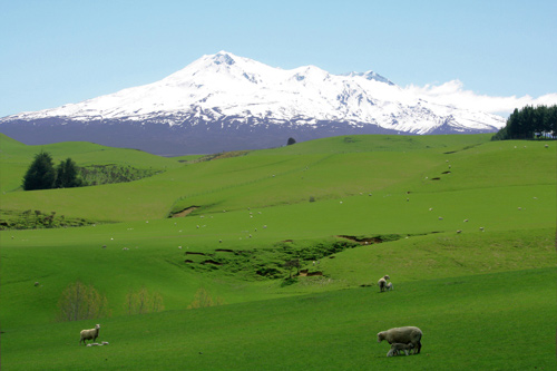 Lush Pasture and Mt Ruapehu photo