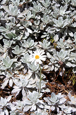 Native Flower on Mt Ruapehu photo