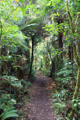 Temperate Rainforest on Mt Ruapehu photo