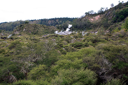 Te Whakarewarewa Steam photo